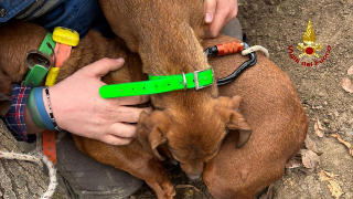 Carpegna - Cane resta bloccato nella tana di un animale selvatico, salvato dai vigili del fuoco